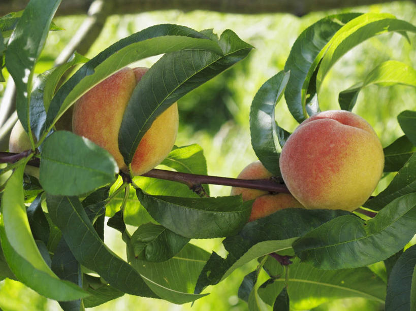 无人,横图,室外,特写,白天,正面,美景,植物,桃子,水果,阴影,朦胧,模糊,新鲜,光线,影子,景观,生食,食品,果实,枝条,树,树木,树枝,食物,阳光,自然,景色,有机食品,绿色食品,自然风光,肺果,虬枝,枝杈,彩图