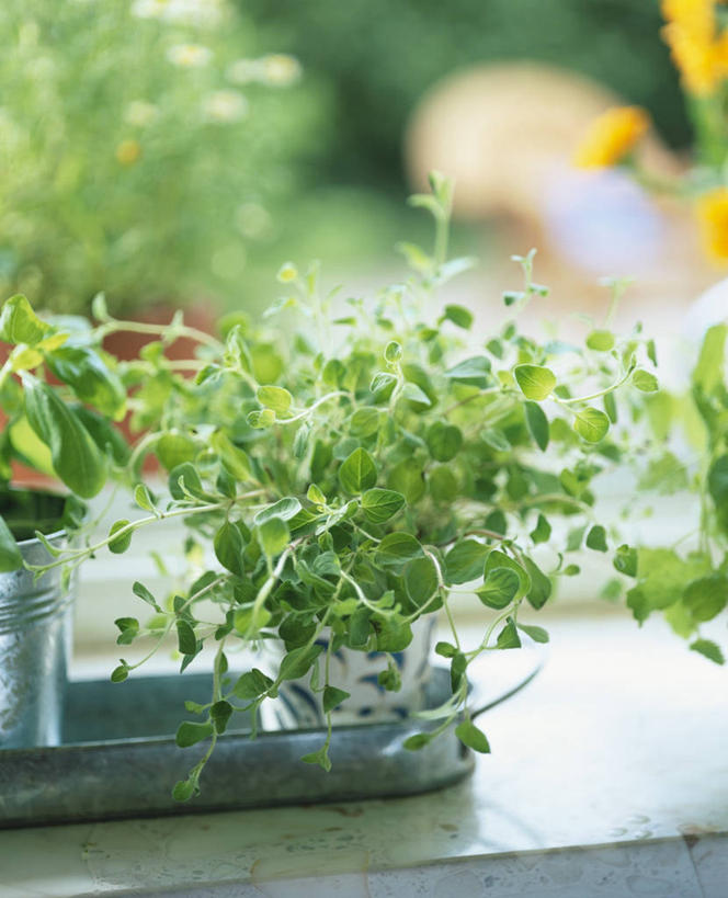 无人,竖图,俯视,室内,特写,白天,植物,餐桌,桌子,叶子,阴影,朦胧,模糊,反射,盆栽,影子,绿叶,盆景,绿色,自然,嫩叶,生长,成长,餐台,牛至,滇香蕾,土香薷,荆芥,香薷,奥勒冈草,白花土荆芥,白花茵陈,川香薷,俄力冈叶,减脂叶,满山香,蘑菇草,披萨草,银薄荷,止痢草,叶,叶片,彩图,高角度拍摄