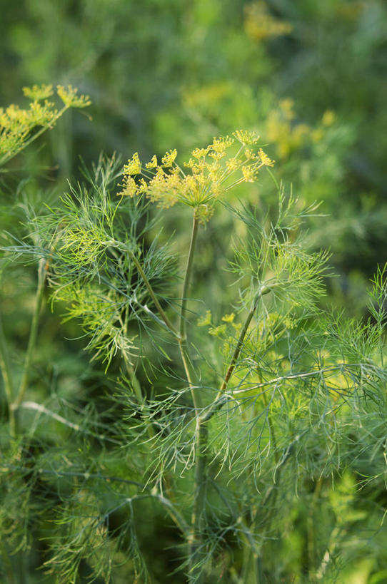 无人,农田,竖图,俯视,室外,特写,白天,庄稼,农作物,美景,阴影,朦胧,模糊,光线,影子,景观,调味,香料,佐料,阳光,自然,景色,配料,自然风光,莳萝,作料,洋茴香,土茴香,彩图,高角度拍摄,耕地,庄稼田