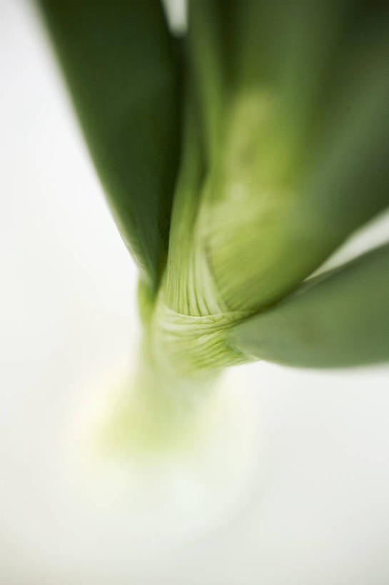 无人,竖图,俯视,室内,特写,白天,白色背景,餐桌,桌子,蔬菜,洋葱,阴影,朦胧,模糊,新鲜,反射,影子,食品,食物,一个,摄影,有机食品,绿色食品,影棚,单个,餐台,玉葱,圆葱,洋葱头,球葱,葱头,彩图,高角度拍摄,影棚拍摄,拍摄