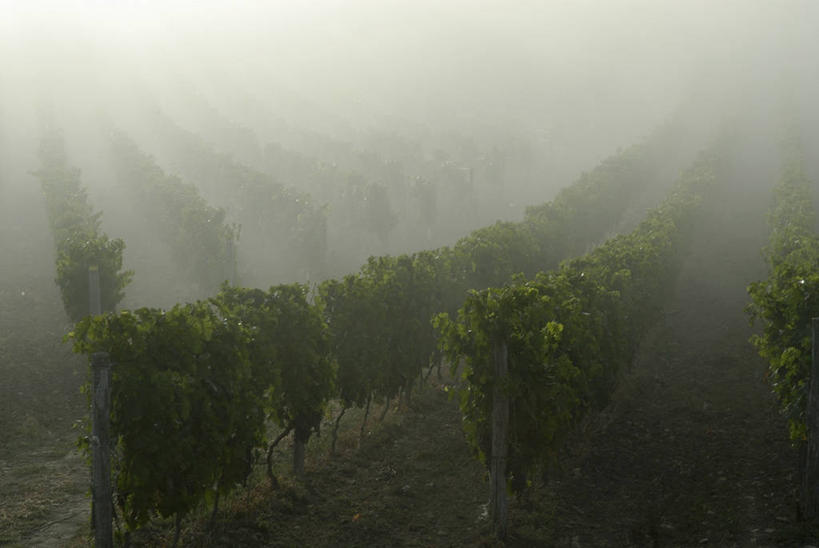 无人,果园,横图,俯视,室外,白天,旅游,度假,日出,美景,太阳,田园,雾,一排,许多,阴影,朦胧,模糊,整齐,光线,影子,景观,朝霞,晨曦,黎明,娱乐,葡萄园,架子,排列,阳光,自然,庄园,享受,休闲,景色,放松,支撑,固定,迷雾,队列,自然风光,葡萄架,朝阳,大雾,彩图,高角度拍摄,破晓