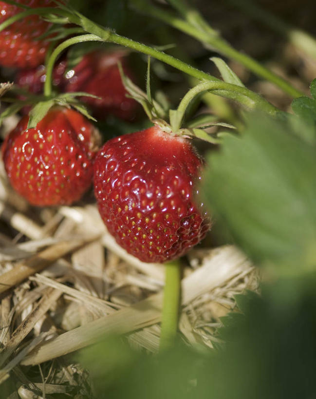 无人,农田,竖图,俯视,室外,特写,白天,庄稼,农作物,草莓,浆果,水果,叶子,阴影,朦胧,模糊,新鲜,光线,影子,生食,食品,果实,绿叶,食物,红色,阳光,嫩叶,有机食品,绿色食品,叶,叶片,洋莓,水果皇后,红莓,地莓,彩图,高角度拍摄,耕地,庄稼田