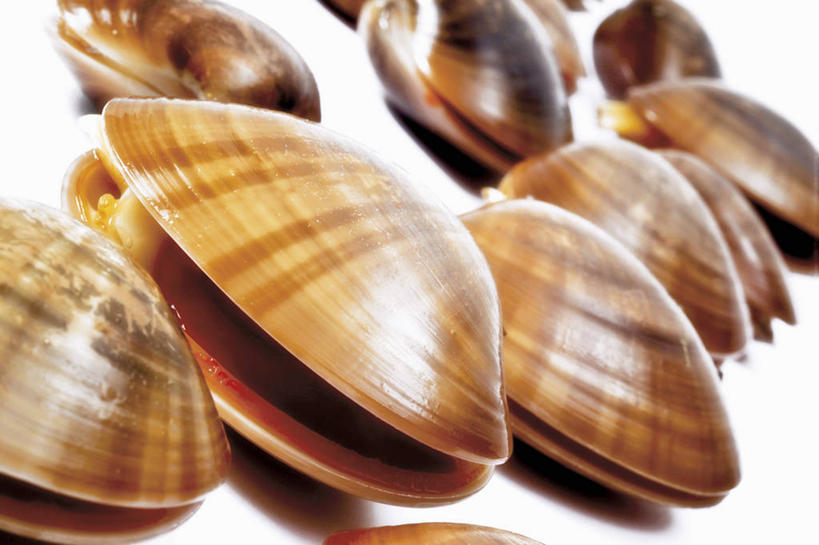 海鲜,无人,横图,俯视,室内,特写,白天,白色背景,餐桌,桌子,许多,阴影,反射,影子,蛤蜊,水产,海洋生物,排列,蛤,摄影,影棚,餐台,水生动物,海产品,水生物,海底动物,蛤仔,摆列,彩图,高角度拍摄,影棚拍摄,拍摄,布列,分列