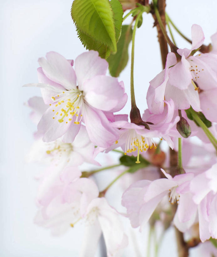 无人,竖图,室内,特写,白天,白色背景,正面,幸福,纯洁,樱花,叶子,阴影,朦胧,模糊,盛开,反射,影子,绿叶,花蕾,花,花瓣,花朵,鲜花,花苞,花蕊,嫩叶,摄影,影棚,等待,生命,仙樱花,福岛樱,青肤樱,高尚,热烈,叶,叶片,荆桃,彩图,影棚拍摄,拍摄