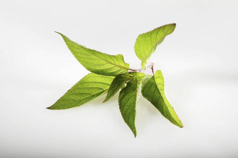 无人,家庭,横图,俯视,室内,特写,白天,白色背景,智慧,植物,桌面,桌子,叶子,阴影,反射,木制,影子,绿叶,草药,药草,中药,木制品,嫩叶,摄影,影棚,鼠尾草,药材,中草药,中药材,本草,理性,叶,叶片,彩图,高角度拍摄,影棚拍摄,拍摄