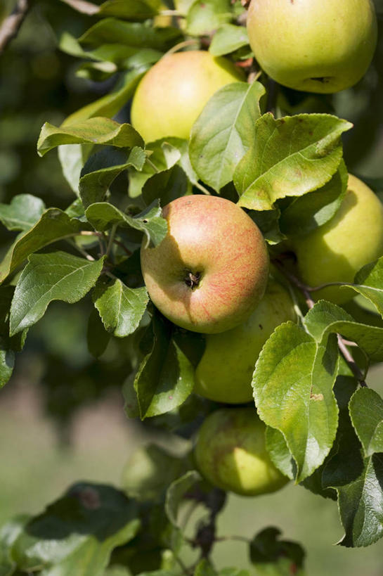无人,竖图,室外,特写,白天,正面,植物,苹果,水果,叶子,吊挂,悬挂,阴影,朦胧,模糊,新鲜,光线,影子,生食,食品,果实,果树,绿叶,挂,树,树木,食物,绿色,阳光,自然,四个,嫩叶,有机食品,绿色食品,生长,成长,叶,叶片,彩图