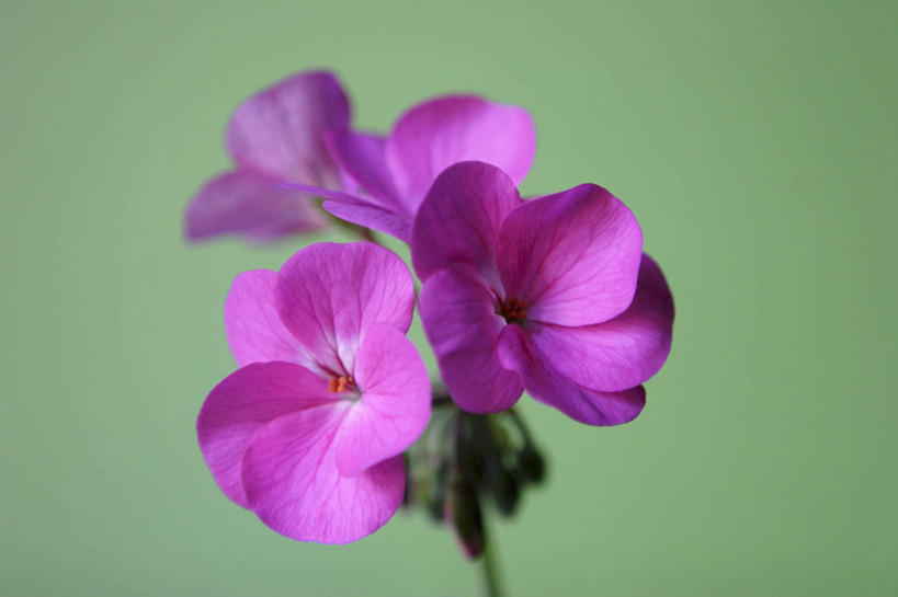 无人,横图,俯视,室内,特写,白天,绿色背景,盛开,花蕾,花,花瓣,花朵,鲜花,粉色,花苞,花蕊,摄影,影棚,洋绣球,天竺葵,驱蚊草,日烂红,入腊红,石腊红,洋葵,彩图,高角度拍摄,影棚拍摄,拍摄