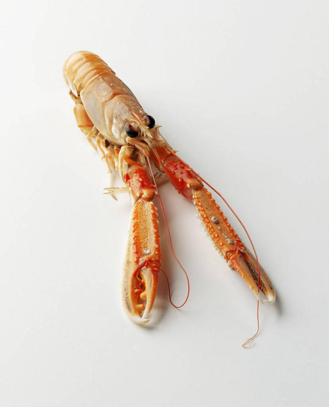 海鲜,龙虾,无人,竖图,俯视,室内,特写,白天,白色背景,餐桌,桌子,阴影,反射,影子,虾,水产,海洋生物,一只,摄影,影棚,餐台,水生动物,海产品,水生物,海底动物,海螯虾,彩图,高角度拍摄,全身,影棚拍摄,拍摄