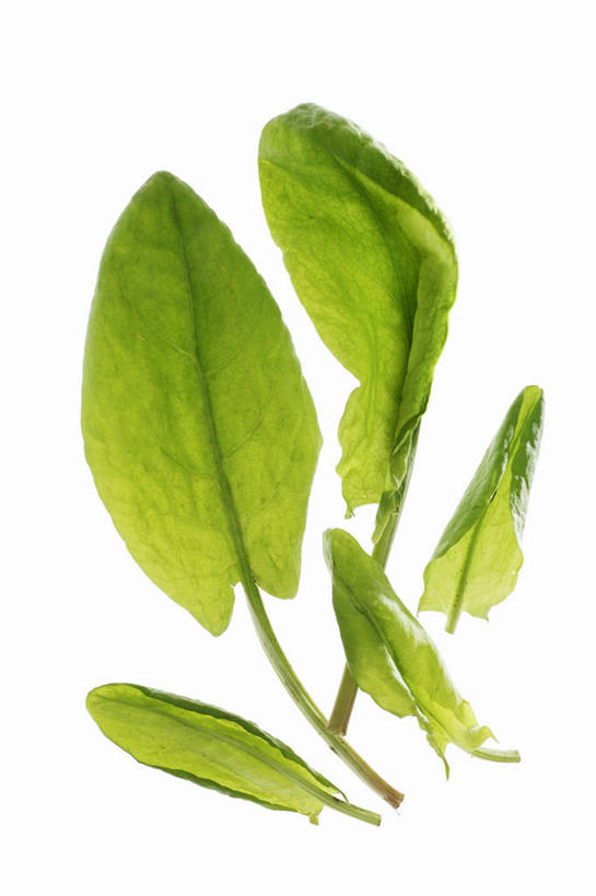 无人,竖图,俯视,室内,特写,白天,白色背景,植物,餐桌,桌子,叶子,阴影,反射,影子,绿叶,草药,药草,中药,嫩叶,摄影,影棚,餐台,药材,中草药,中药材,本草,斑鸠酸,酢浆草,钩钩草,三叶酸,酸浆草,酸咪咪,酸酸草,叶,叶片,彩图,高角度拍摄,影棚拍摄,拍摄