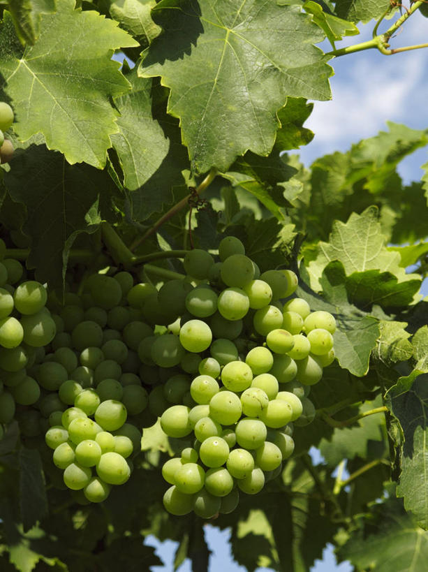 无人,果园,竖图,室外,特写,白天,仰视,田园,植物,葡萄,水果,叶子,吊挂,悬挂,阴影,新鲜,光线,纹理,影子,云,云朵,生食,食品,果实,绿叶,挂,云彩,葡萄园,架子,食物,蓝色,绿色,白云,蓝天,天空,阳光,庄园,天,嫩叶,有机食品,绿色食品,晴朗,支撑,固定,葡萄架,肌理,叶,叶片,叶脉,晴空,山葫芦,蒲桃,草龙珠,彩图,低角度拍摄