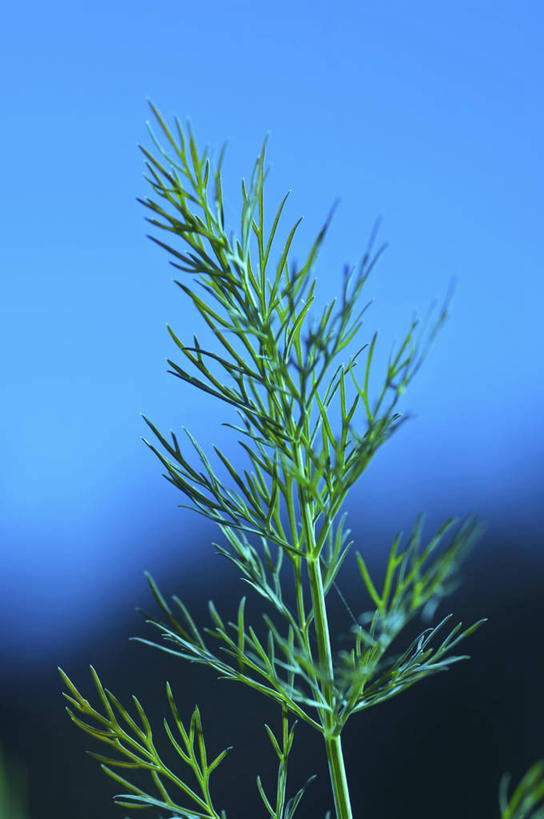 无人,竖图,室外,特写,白天,仰视,叶子,阴影,朦胧,模糊,光线,影子,绿叶,蓝色,蓝天,天空,阳光,天,嫩叶,晴朗,莳萝,万里无云,洋茴香,土茴香,叶,叶片,晴空,晴空万里,彩图,低角度拍摄