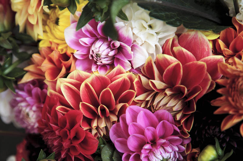 无人,横图,俯视,室内,特写,白天,叶子,许多,盛开,大丽花,绿叶,很多,花蕾,花,花瓣,花朵,鲜花,花苞,花蕊,嫩叶,菊花,摄影,影棚,大理花,大丽菊,富丽,大方,叶,叶片,彩图,高角度拍摄,影棚拍摄,拍摄