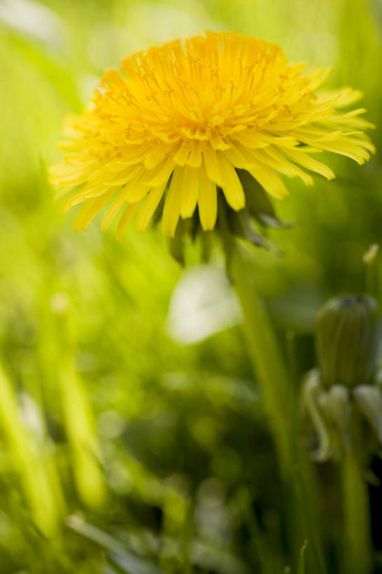 无人,竖图,室外,特写,白天,正面,爱情,美景,蒲公英,叶子,阴影,朦胧,模糊,盛开,光线,影子,景观,绿叶,花蕾,花,花瓣,花朵,鲜花,黄色,阳光,自然,花苞,花蕊,嫩叶,景色,自然风光,开朗,叶,叶片,蒲公草,尿床草,彩图