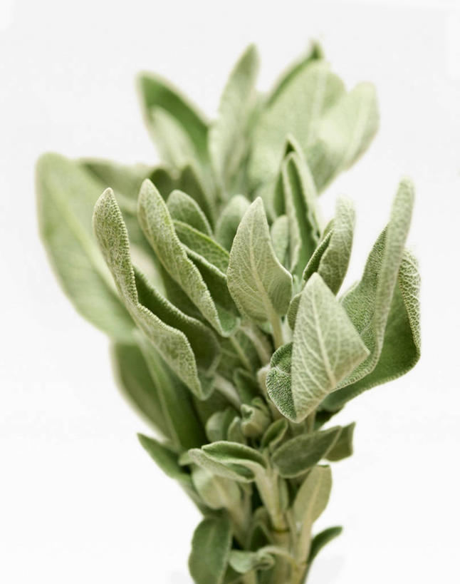 无人,家庭,竖图,室内,特写,白天,白色背景,正面,智慧,叶子,阴影,朦胧,模糊,反射,影子,调味,香料,佐料,绿叶,嫩叶,摄影,影棚,鼠尾草,配料,作料,理性,叶,叶片,彩图,影棚拍摄,拍摄