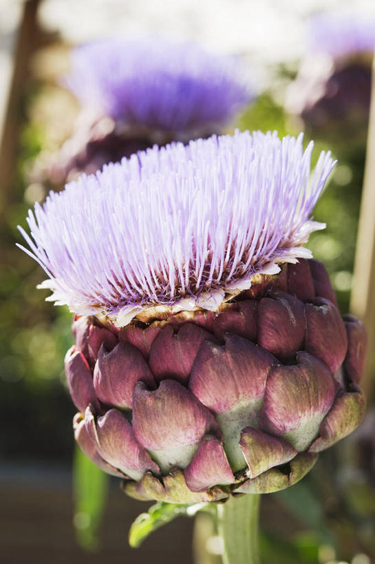 无人,竖图,室外,特写,白天,正面,美景,植物,阴影,朦胧,模糊,盛开,光线,影子,景观,朝鲜蓟,花蕾,花,花瓣,花朵,鲜花,树,树木,绿色,紫色,阳光,自然,花苞,花蕊,洋蓟,景色,生长,成长,自然风光,彩图,菜蓟,法国百合,球洋蓟,蔬菜之皇,洋百合