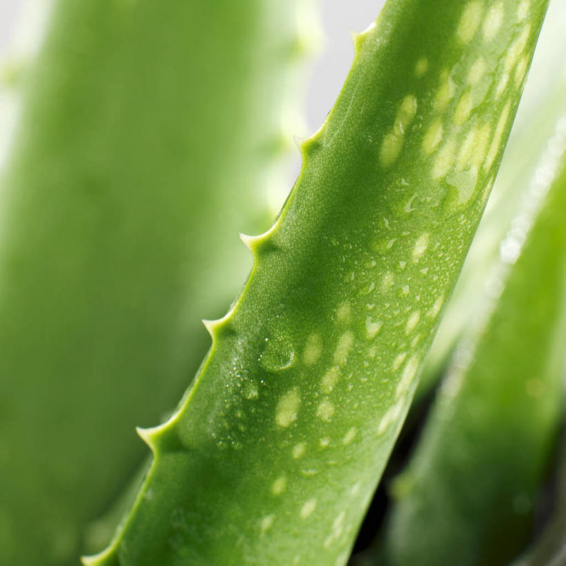 无人,方图,俯视,室内,特写,白天,植物,芦荟,叶子,阴影,朦胧,模糊,反射,影子,绿叶,草药,药草,中药,嫩叶,药材,中草药,中药材,本草,罗帷草,讷会,奴会,象鼻莲,象胆,叶,叶片,彩图,高角度拍摄,油葱