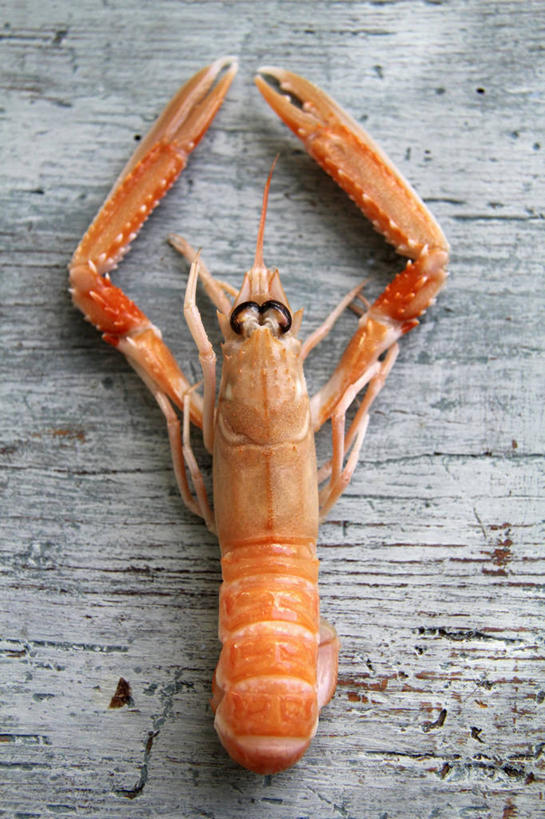 海鲜,无人,竖图,俯视,室内,特写,白天,餐桌,桌子,阴影,反射,木制,影子,虾,水产,大虾,海洋生物,一个,木制品,对虾,单个,餐台,水生动物,海产品,水生物,海底动物,斑节虾,东方对虾,中国对虾,彩图,高角度拍摄