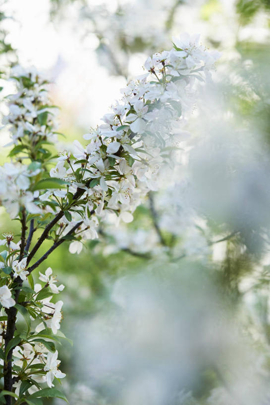 无人,竖图,室外,特写,白天,正面,幸福,纯洁,美景,植物,樱花,阴影,朦胧,模糊,盛开,光线,影子,景观,枝条,花蕾,花,花瓣,花朵,鲜花,树,树木,树枝,阳光,自然,花苞,花蕊,景色,等待,生命,自然风光,仙樱花,福岛樱,青肤樱,高尚,热烈,虬枝,枝杈,荆桃,彩图