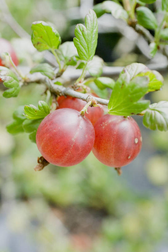 无人,竖图,室外,特写,白天,正面,美景,植物,浆果,水果,吊挂,悬挂,阴影,朦胧,模糊,新鲜,光线,影子,景观,灯笼果,生食,食品,果实,枝条,挂,树,树木,树枝,食物,红色,阳光,自然,景色,有机食品,绿色食品,自然风光,红醋栗,虬枝,枝杈,醋栗,彩图