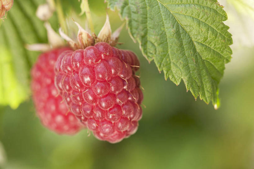 无人,横图,室外,特写,白天,正面,美景,水果,叶子,阴影,朦胧,模糊,新鲜,光线,影子,景观,生食,食品,果实,绿叶,食物,两个,红色,阳光,自然,嫩叶,景色,有机食品,绿色食品,自然风光,山莓,树莓,三月泡,四月泡,山抛子,刺葫芦,悬钩子,馒头菠,高脚菠,龙船泡,泡儿刺,叶,叶片,彩图