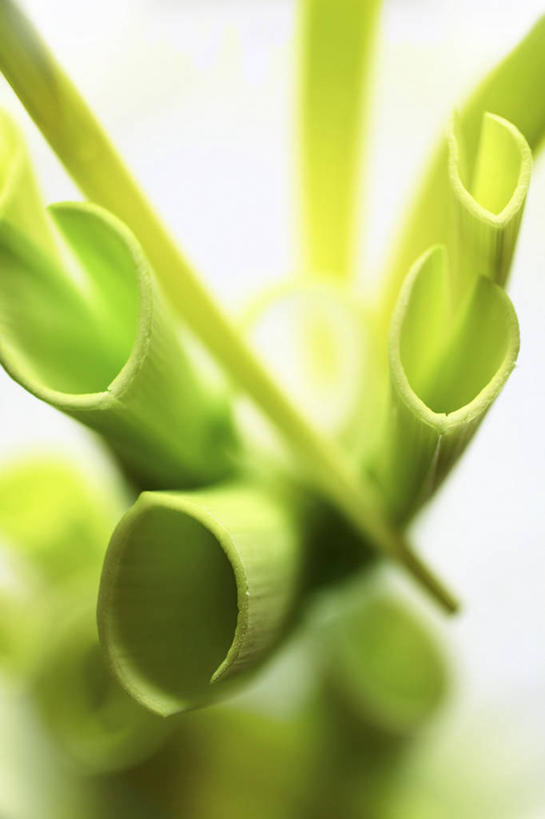 无人,竖图,俯视,室内,特写,白天,白色背景,餐桌,桌子,蔬菜,阴影,朦胧,模糊,新鲜,反射,影子,葱,青葱,食品,食物,绿色,摄影,有机食品,绿色食品,影棚,餐台,彩图,高角度拍摄,影棚拍摄,拍摄,春葱