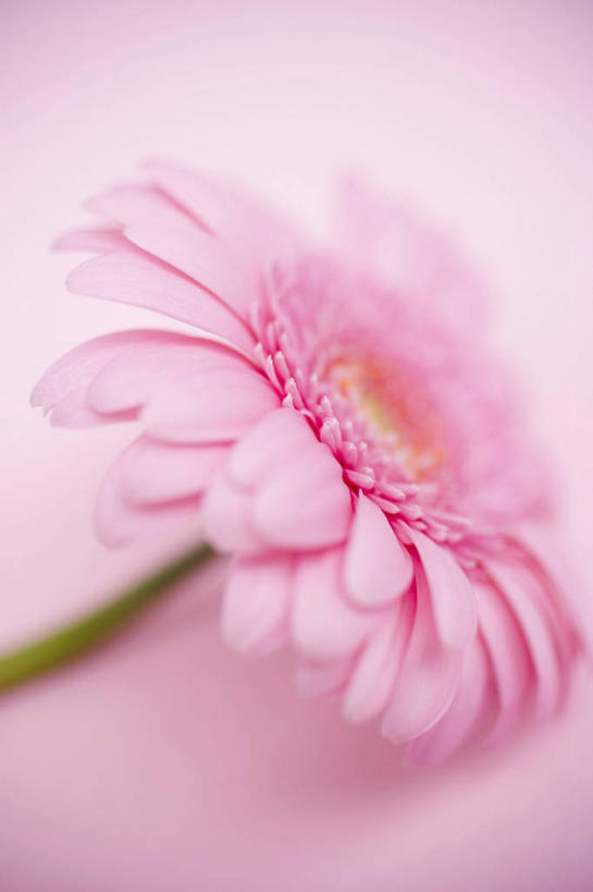 无人,竖图,俯视,室内,特写,白天,餐桌,桌子,阴影,粉色背景,朦胧,模糊,盛开,反射,影子,非洲菊,花蕾,花,花瓣,花朵,鲜花,一朵,粉色,花苞,花蕊,菊花,摄影,影棚,餐台,扶郎花,灯盏花,千日菊,彩图,高角度拍摄,影棚拍摄,拍摄