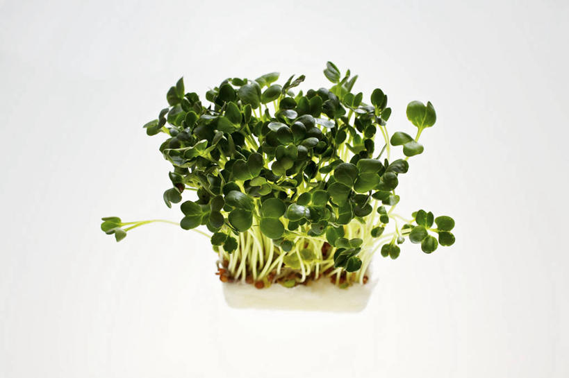 无人,横图,俯视,室内,特写,白天,白色背景,餐桌,桌子,芹菜,蔬菜,许多,阴影,新鲜,反射,影子,食品,食物,摄影,有机食品,绿色食品,影棚,餐台,根芹菜,根洋芹,球根塘蒿,药芹,水芹,旱芹,彩图,高角度拍摄,影棚拍摄,拍摄