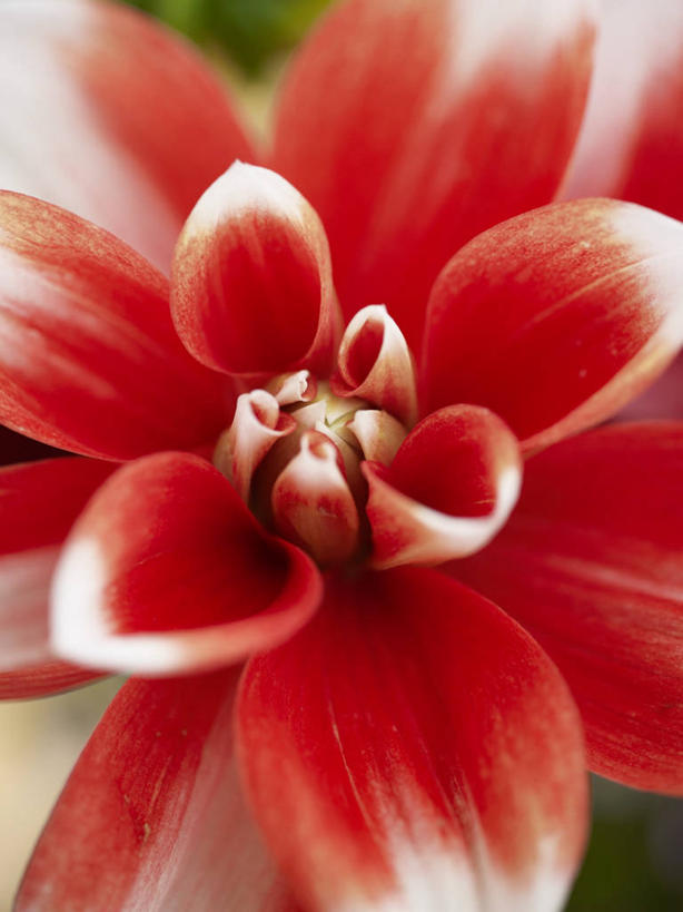 无人,竖图,俯视,室外,特写,白天,微距,美景,阴影,盛开,光线,影子,景观,大丽花,花蕾,花,花瓣,花朵,鲜花,一朵,红色,阳光,自然,花苞,花蕊,菊花,景色,大理花,自然风光,大丽菊,富丽,大方,彩图,高角度拍摄,微距摄影