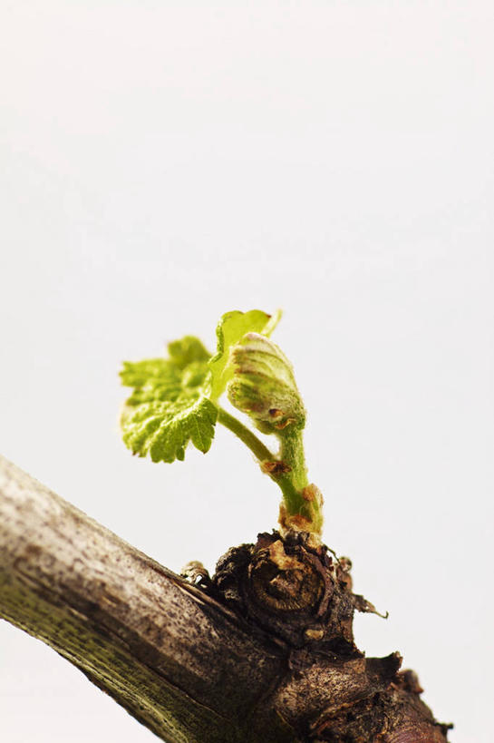 无人,竖图,俯视,室内,特写,白天,白色背景,植物,餐桌,桌子,葡萄,叶子,阴影,反射,影子,绿叶,枝条,树,树木,树枝,嫩叶,摄影,影棚,餐台,虬枝,枝杈,叶,叶片,山葫芦,蒲桃,草龙珠,彩图,高角度拍摄,影棚拍摄,拍摄