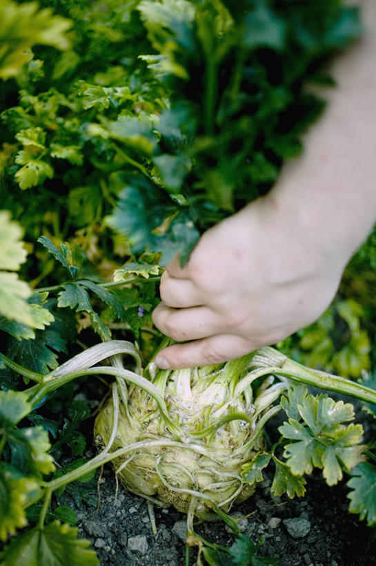 西方人,手,一个人,农田,竖图,俯视,室外,特写,白天,庄稼,农作物,美景,芹菜,蔬菜,叶子,欧洲,欧洲人,仅一个年轻女性,仅一个女性,仅一个人,握,阴影,新鲜,光线,影子,景观,食品,绿叶,食物,阳光,自然,手部,嫩叶,景色,握着,有机食品,绿色食品,单手,自然风光,根芹菜,根洋芹,球根塘蒿,年轻女性,女人,女性,白种人,叶,叶片,药芹,水芹,旱芹,半身,彩图,高角度拍摄,耕地,庄稼田
