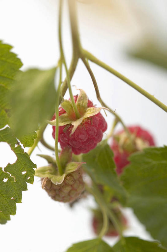 无人,竖图,室外,特写,白天,正面,美景,植物,水果,叶子,阴影,朦胧,模糊,新鲜,光线,纹理,影子,景观,生食,食品,果实,绿叶,枝条,树,树木,树枝,食物,红色,绿色,阳光,自然,嫩叶,景色,有机食品,绿色食品,自然风光,山莓,树莓,三月泡,四月泡,山抛子,刺葫芦,悬钩子,馒头菠,高脚菠,龙船泡,泡儿刺,肌理,虬枝,枝杈,叶,叶片,叶脉,彩图