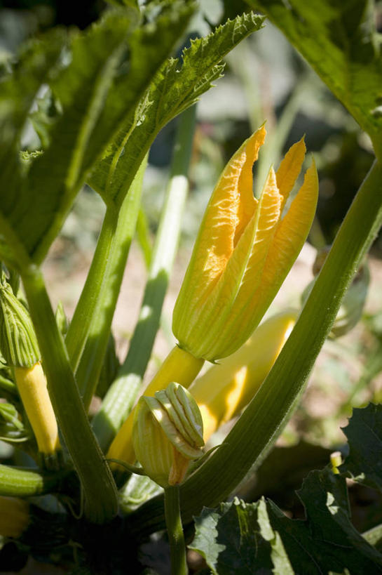 无人,农田,竖图,俯视,室外,特写,白天,庄稼,农作物,蔬菜,阴影,朦胧,模糊,新鲜,盛开,反射,影子,食品,西葫芦,花蕾,花,花瓣,花朵,鲜花,食物,花苞,花蕊,白瓜,有机食品,绿色食品,茭瓜,彩图,高角度拍摄,耕地,庄稼田