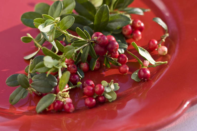 无人,横图,俯视,室内,特写,白天,白色背景,桌面,桌子,浆果,餐具,水果,叶子,阴影,新鲜,反射,木制,碟子,盘,影子,灯笼果,生食,食品,果实,绿叶,食物,红色,盘子,木制品,碟,嫩叶,摄影,有机食品,绿色食品,影棚,红醋栗,叶,叶片,醋栗,彩图,高角度拍摄,影棚拍摄,拍摄