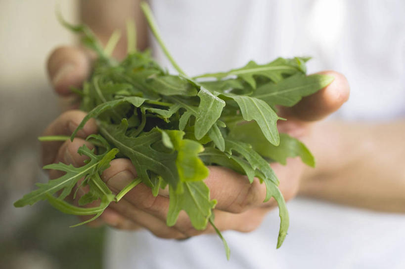 西方人,手,一个人,站,捧,横图,室内,特写,白天,正面,蔬菜,欧洲,欧洲人,双手,仅一个男性,仅一个人,服装,朦胧,模糊,新鲜,食品,休闲装,食物,仅一个年轻男性,衣服,站着,休闲,手部,休闲服,服饰,有机食品,绿色食品,芝麻菜,德国芥菜,火箭生莱,芸芥,芝麻叶,紫花南芥,男人,男性,年轻男性,白种人,端,端着,捧着,手捧,站立,半身,彩图