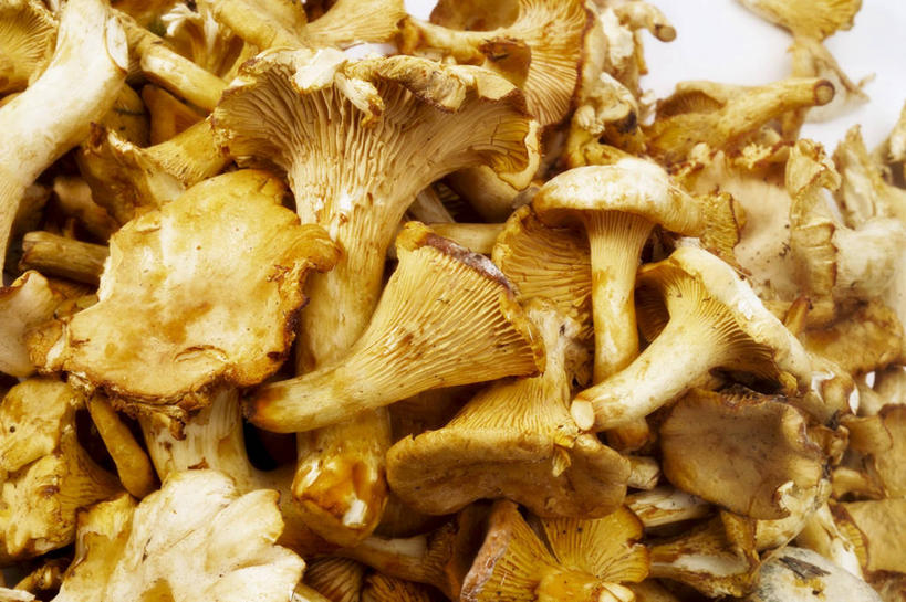 无人,横图,俯视,室内,特写,白天,蔬菜,一堆,许多,阴影,堆叠,堆积,新鲜,反射,影子,菌菇,食品,菌类,食物,食用菌,摄影,有机食品,绿色食品,影棚,堆,鸡油菌,杏黄菌,杏菌,彩图,高角度拍摄,影棚拍摄,拍摄