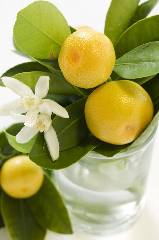 无人,竖图,俯视,室内,特写,白天,白色背景,桌面,桌子,杯子,水果,叶子,阴影,朦胧,模糊,新鲜,反射,木制,影子,生食,食品,果实,绿叶,葡萄柚,玻璃制品,赤素馨花,食物,木制品,水杯,西柚,嫩叶,摄影,有机食品,绿色食品,影棚,缅栀子,蛋黄花,鸡蛋花,缅栀花,朱栾,大季花,印度素馨,叶,叶片,玻璃杯,彩图,高角度拍摄,影棚拍摄,拍摄