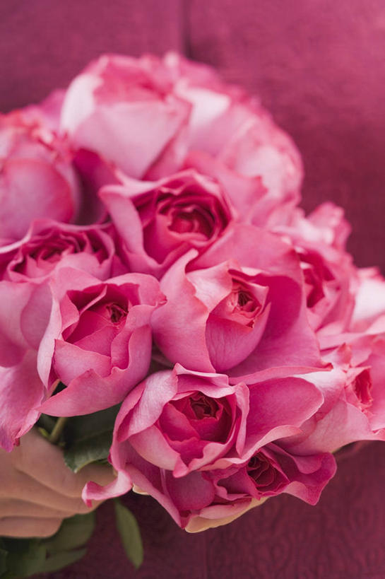 西方人,手,一个人,站,竖图,室内,特写,白天,正面,爱情,幸福,纯洁,热情,玫瑰,欧洲,欧洲人,仅一个年轻女性,仅一个女性,仅一个人,握,服装,朦胧,模糊,盛开,玫瑰花,浪漫,拿,花蕾,拿着,休闲装,花,花瓣,花朵,鲜花,衣服,粉色,花苞,花蕊,站着,休闲,温暖,温馨,手部,休闲服,恩爱,握着,服饰,单手,和睦,感动,尊敬,天真,刺玫花,徘徊花,年轻女性,女人,女性,白种人,站立,半身,彩图,融洽