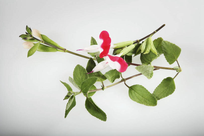 无人,家庭,横图,俯视,室内,特写,白天,白色背景,智慧,植物,桌面,桌子,叶子,阴影,盛开,反射,木制,影子,绿叶,草药,药草,花蕾,中药,花,花瓣,花朵,鲜花,木制品,花苞,花蕊,嫩叶,摄影,影棚,鼠尾草,药材,中草药,中药材,本草,理性,叶,叶片,彩图,高角度拍摄,影棚拍摄,拍摄