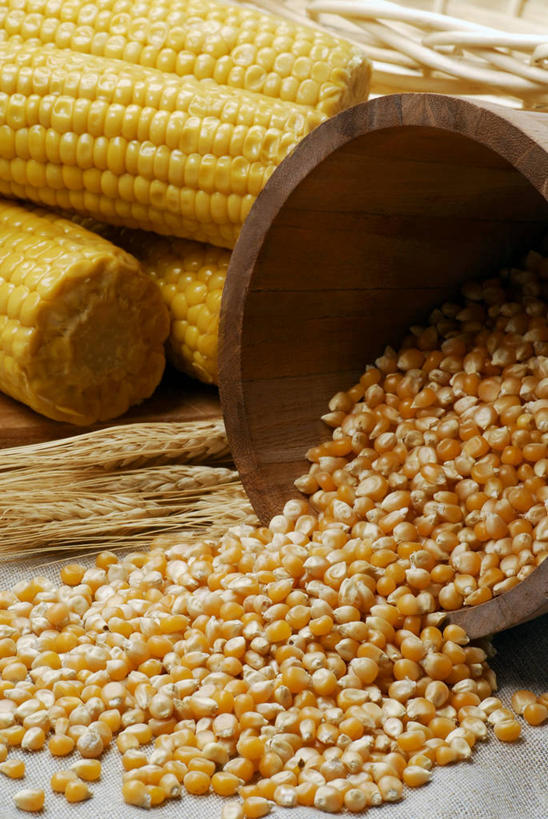 无人,竖图,俯视,室内,特写,白天,玉米,桌面,桌子,蔬菜,一堆,许多,阴影,堆叠,堆积,灰色背景,新鲜,反射,木制,棒子,木桶,桶,影子,玉蜀黍,食品,食物,一个,木制品,容器,摄影,有机食品,绿色食品,影棚,单个,储藏,堆,苞米,储存,苞芦,苞谷,包谷,大蜀黍,番麦,薏米包,玉高粱,玉麦,珍珠米,彩图,高角度拍摄,影棚拍摄,拍摄,贮存