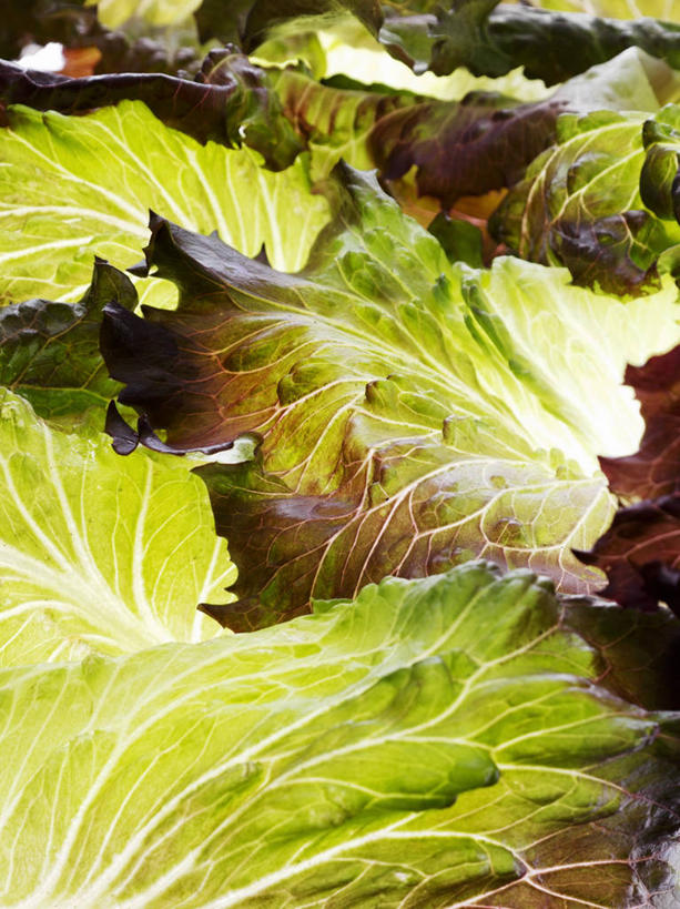 无人,竖图,俯视,室内,特写,白天,蔬菜,叶子,一堆,许多,阴影,堆叠,堆积,新鲜,反射,影子,生菜,莴苣,食品,绿叶,食物,嫩叶,摄影,有机食品,绿色食品,影棚,堆,春菜,鹅仔菜,莴仔菜,千金菜,叶用莴苣,奶油生菜,叶,叶片,彩图,高角度拍摄,影棚拍摄,拍摄