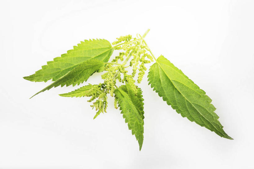 无人,横图,俯视,室内,特写,白天,白色背景,植物,桌面,桌子,叶子,阴影,盛开,反射,木制,纹理,影子,绿叶,花蕾,花,花瓣,花朵,鲜花,绿色,木制品,花苞,花蕊,嫩叶,摄影,影棚,荨麻,肌理,防盗草,无情草,咬人草,咬人猫,叶,叶片,叶脉,彩图,高角度拍摄,影棚拍摄,拍摄