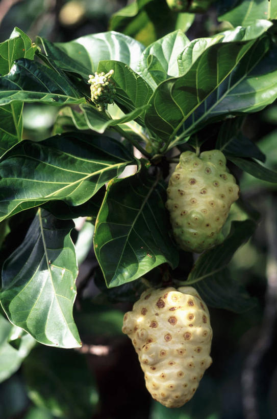 无人,果园,竖图,室外,特写,白天,正面,田园,植物,水果,叶子,吊挂,悬挂,阴影,朦胧,模糊,新鲜,光线,影子,生食,食品,果实,果树,绿叶,挂,树,树木,食物,绿色,阳光,自然,嫩叶,有机食品,绿色食品,生长,成长,田庄,园子,海巴戟,诺丽,叶,叶片,彩图,诺尼,西沙诺尼