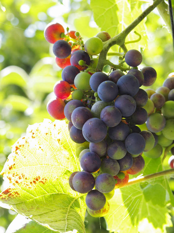 无人,竖图,室外,特写,白天,正面,美景,葡萄,水果,叶子,一串,阴影,朦胧,模糊,新鲜,光线,影子,景观,生食,食品,果实,绿叶,架子,食物,阳光,自然,嫩叶,景色,有机食品,绿色食品,支撑,固定,自然风光,葡萄架,叶,叶片,山葫芦,蒲桃,草龙珠,彩图