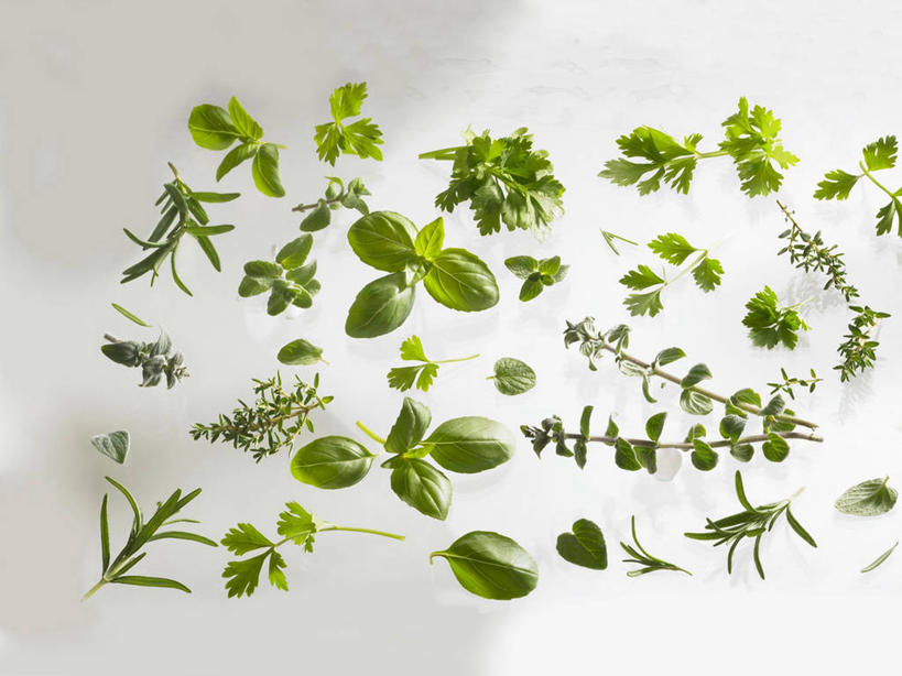 无人,横图,俯视,室内,特写,白天,白色背景,植物,芹菜,蔬菜,叶子,阴影,新鲜,芳香,反射,影子,香料,食品,绿叶,草药,中药,食物,香草,嫩叶,摄影,有机食品,绿色食品,荷兰芹,欧芹,香芹,影棚,吉祥,百里香,罗勒,迷迭香,麝香草,紫苏,药材,中草药,九层塔,圣约瑟夫草,甜罗勒,兰香,中药材,本草,如意,法香,巴西利,洋香菜,洋芫荽,法国香菜,海洋之露,勇气,旱芹菜,番荽,勇敢,地椒,自尊,不屈,平安,叶,叶片,彩图,高角度拍摄,影棚拍摄,拍摄