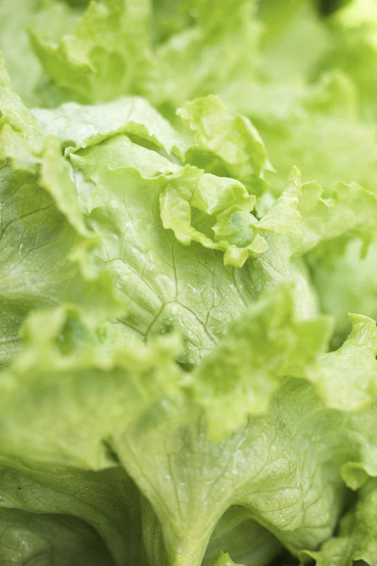 无人,竖图,俯视,室内,特写,白天,蔬菜,叶子,阴影,朦胧,模糊,新鲜,反射,影子,生菜,莴苣,食品,绿叶,食物,绿色,嫩叶,有机食品,绿色食品,青春,生命,和平,安详,春菜,鹅仔菜,莴仔菜,千金菜,叶用莴苣,冷色,奶油生菜,叶,叶片,彩图,高角度拍摄