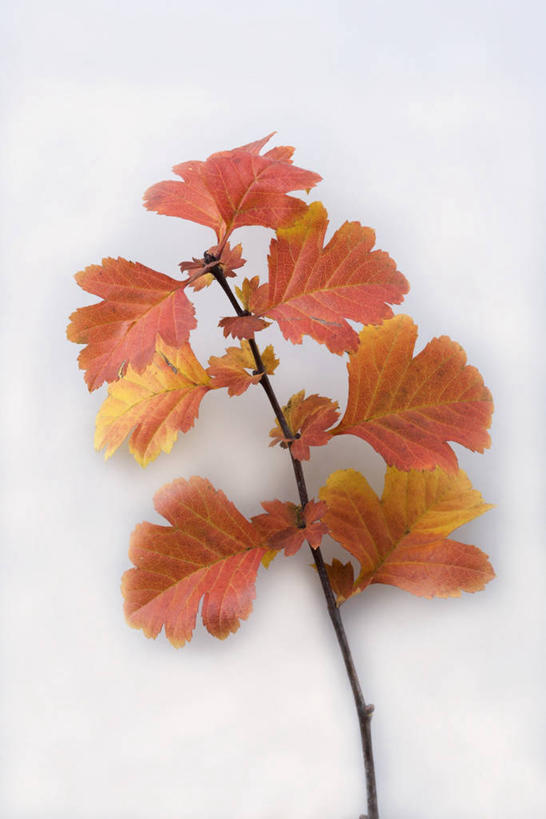 无人,竖图,俯视,室内,特写,白天,白色背景,植物,餐桌,桌子,叶子,阴影,反射,影子,枯叶,落叶,枝条,树,树木,树枝,摄影,影棚,餐台,虬枝,枝杈,叶,叶片,彩图,高角度拍摄,影棚拍摄,拍摄