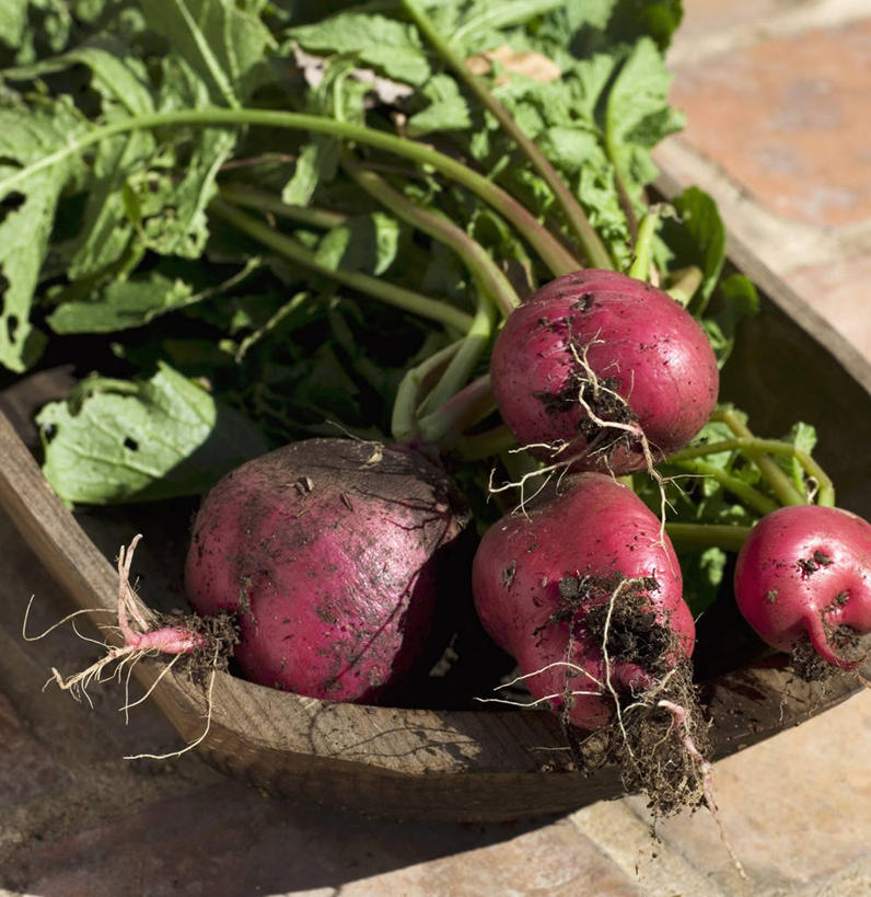 无人,竖图,俯视,室内,特写,白天,桌面,桌子,萝卜,蔬菜,一堆,许多,阴影,堆叠,堆积,朦胧,模糊,新鲜,反射,木制,影子,食品,食物,一个,木制品,容器,碗,肮脏,有机食品,绿色食品,单个,储藏,堆,储存,邋遢,龌龊,污秽,大红萝卜,东北红萝卜,莱菔,红萝卜,彩图,高角度拍摄,贮存