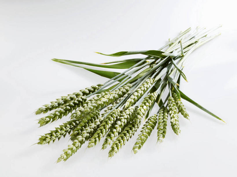 无人,横图,俯视,室内,特写,白天,白色背景,农作物,小麦,餐桌,桌子,叶子,一堆,许多,阴影,堆叠,堆积,反射,影子,谷物,绿叶,绿色,嫩叶,摄影,麦子,影棚,餐台,堆,叶,叶片,彩图,高角度拍摄,影棚拍摄,拍摄