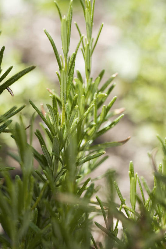 无人,竖图,俯视,室外,特写,白天,水,植物,露水,阴影,朦胧,模糊,透明,反射,液体,影子,水滴,草药,药草,中药,水珠,露珠,生机,迷迭香,剔透,药材,中草药,中药材,本草,海洋之露,灵动,通明,彩图,高角度拍摄,晶莹