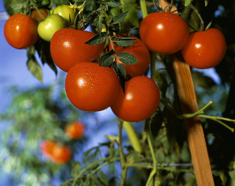 无人,农田,横图,室外,特写,白天,正面,庄稼,农作物,蔬菜,西红柿,小番茄,吊挂,悬挂,朦胧,模糊,新鲜,支架,食品,挂,食物,蓝色,蓝天,天空,天,有机食品,绿色食品,晴朗,支撑,万里无云,支持,小西红柿,樱桃小番茄,珍珠小番茄,晴空,晴空万里,樱桃番茄,圣女果,番茄,彩图,耕地,庄稼田